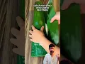 Cara Bungkus Nasi Menggunakan Daun Pisang Simple praktis
