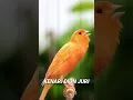 KENARI GACOR LAGU MEWAH #pancingankenari #kenarigacor #masterankenari