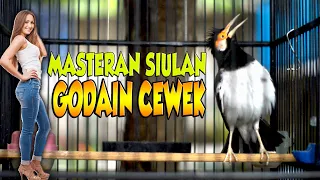 masteran jalak suren siulan siulan godain cewek