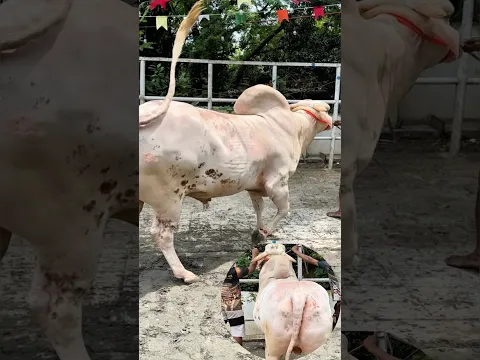 Massive hump Albino Ongole bull takes center stage at Rimha Ansery Agro Farm 🐂🔥