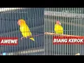 Download Lagu PIALA RAJA 2017 : LOVEBIRD AWEWE VS BIANG KEROK