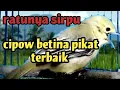 Download Lagu cipow/sirpu betina birahi memanggil jantan/untuk merangsang sirtu agar rajin bunyi