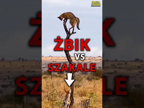 Żbik Wystrzelił Jak Rakieta!