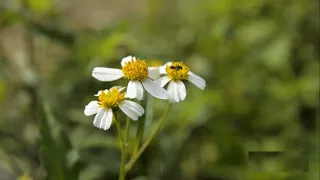 Nature Inspired Meditation Music for Inner Calm and Focus