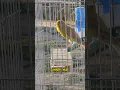 Download Lagu Spanish timbrado canary #foryou #fyp #canary #kenari #canario #shorts #youtubeshorts #viral #explore
