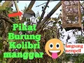 Download Lagu Suara pikat Kolibri manggar