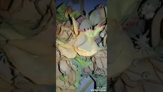 الي انكسر جوايا مج مش كوبايه   دندنها