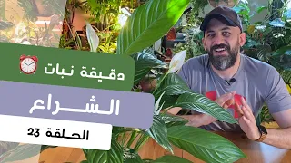 دقيقة نبات ٢٣ طرق العناية بنبات الشراع Peace Lilly Care Quick Tips 