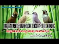 Download Lagu Masteran Suara Jernih Kapas tembak - Cililin - Cucak jenggot - Ciblek gunung