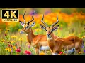 Download Lagu 4K African Safari: Serene Wildlife Moments with Calming Soundscapes