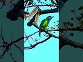 Download Lagu Red-crowned barbet | Red-crowned barbet is calling | #shorts