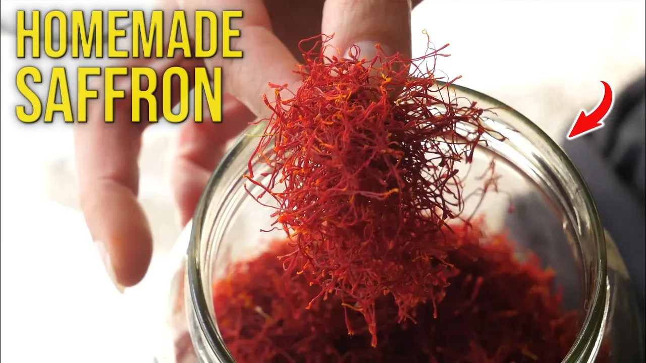 How Homemade Saffron is Made in Abruzzo, Italy - The Red Gold
