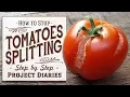 How to Stop Tomatoes Splitting their Skin A Full Information