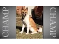 Champ - Stray Rescue of St Louis