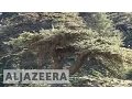 Lebanon launches campaign to save the Cedar tree