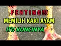 Download Lagu Cara Memilih Kaki Ayam Dan Berapa Sech Nilainya  ?