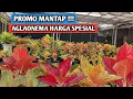 Promo Mantap, Aglaonema Harga Spesial !!!