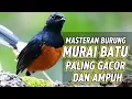 MASTERAN MURAI BATU FULL ISIAN ALAM LIAR 🌿 TEMBAKAN PANJANG \u0026 NYARING BIKIN MURAI MAKIN GACOR