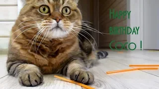 The best funny kitten, mom cat, cute cat , Happy birthday Coco!