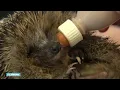 Download Lagu Tekenexplosie en egelsterfte, natuur compleet van slag - RTL NIEUWS