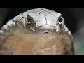 The Deadly King Cobra