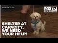 Nashville Humane Society is at full capacity they need YOUR help