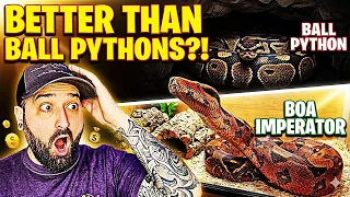 Ball Pythons Are NOT The Best Beginner PET Snake THIS IS