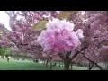 Brooklyn Botanic Garden Sakura Matsuri Cherry Blossom Festival New York City USA