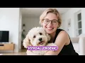 Maltipoo History The Adorable Mix of Maltese Poodle Explained