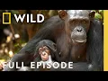 Saving Baby Chimps Full Episode DOCUMENTARY SPECIAL Nat Geo Animals
