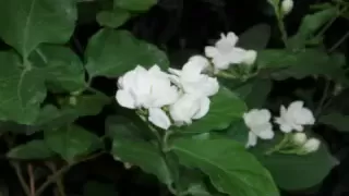 على ورق الفل    دلعنى دندنها