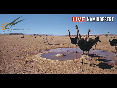 Download MP3 Namibia: Live stream in the Namib Desert