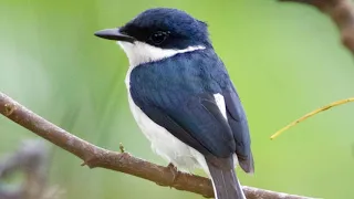 suara burung jingjing batu black winged flycatcher shrike 
