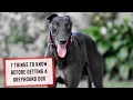 Lagu 7 Things To Know Before Getting a Greyhound Dog