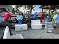 2022 Yankee Capts Fish Distribution