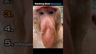 Ranking Best Monkeys Funnyvideo Ranking Animals 