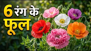 Poppy Flower Seeds लगाने का समय आ गया! 🌺 6 खूबसूरत Varieties