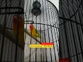 Download Lagu LOVEBIRD LILIANA NYASA GACOR SUPER AKTIF #shorts #lovebird #anwardg