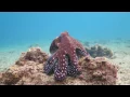 Download Lagu Octopus changes color and texture - Eilat