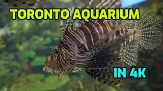 Trip to Toronto Aquarium. Shot in 4K. Testing Sony A73, 24mm f1.4, 16-35mm f4 and Weebill Lab