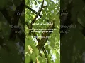 Download Lagu Sura Al-Baqarah | Ayat 18 | #quran #albaqarah #quranrecitation #alafasy #muslim #quotes #holyquran