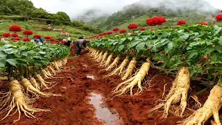 Korea S Most Expensive Health Specialties Ginseng Harvesting And Processing In Factory 