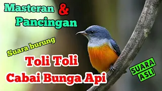suara burung toli toli cabai bunga api