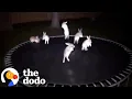 Download Lagu Viral Trampoline Animal Videos Show How AI Can Go Really Wrong | The Dodo