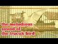 Download Lagu suara merdu burung trucuk