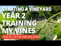 Starting a Vineyard PART 10 - Training second year vines along the trellis line