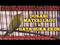 Download Lagu Pleci GLADIATOR atau DENSO Tembakan Kenari DURASI Tiada Lawan