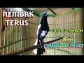 Download Lagu kacer gacor full isian Kapas Tembak  dan cimblek AK47