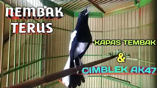 Download kacer gacor full isian Kapas Tembak  dan cimblek AK47 MP3