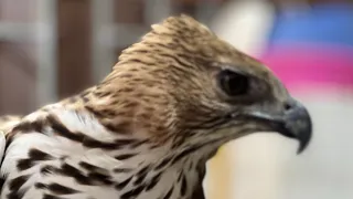 The Changeable Hawk-Eagle is a powerful bird of prey,